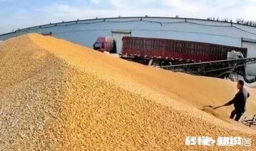 小麦价格小幅回落，后市将如何