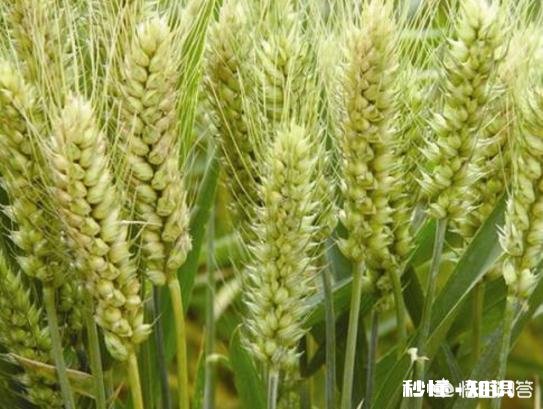 小麦价格小幅回落，后市将如何