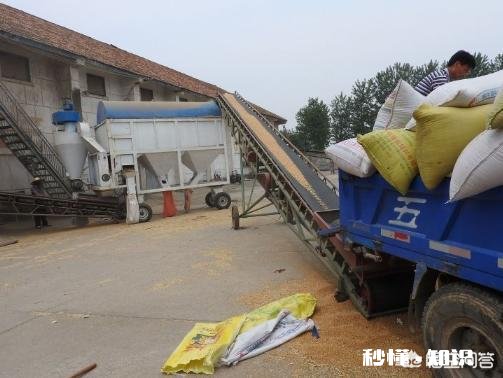 小麦价格小幅回落，后市将如何