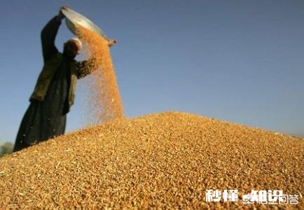 小麦价格小幅回落，后市将如何