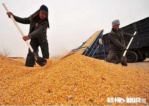 小麦价格小幅回落，后市将如何