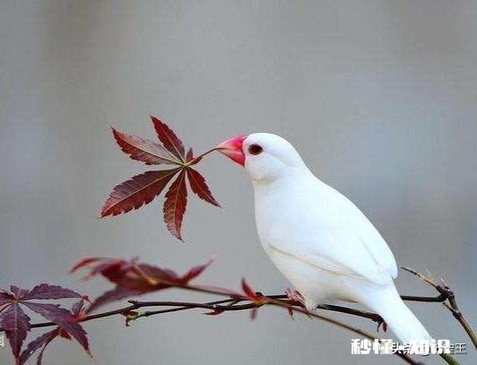 同龄的白文鸟，母鸟比公鸟体型大吗饲养时，该注意些什么