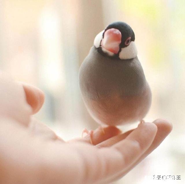 同龄的白文鸟，母鸟比公鸟体型大吗饲养时，该注意些什么