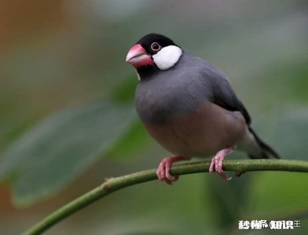 同龄的白文鸟，母鸟比公鸟体型大吗饲养时，该注意些什么