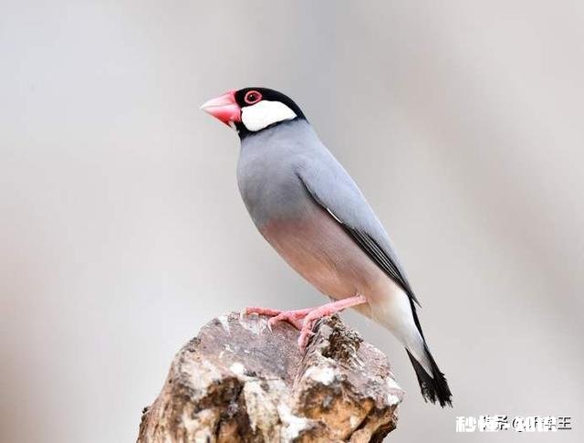 同龄的白文鸟，母鸟比公鸟体型大吗饲养时，该注意些什么