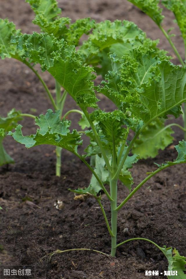甘蓝的种植技巧有哪些
