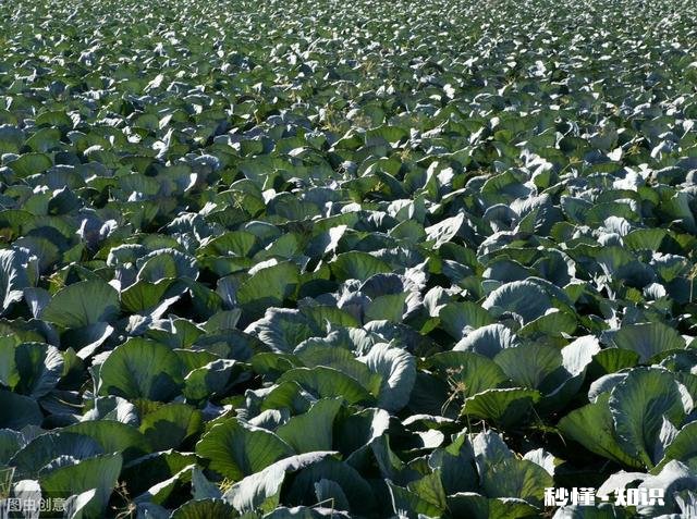 甘蓝的种植技巧有哪些