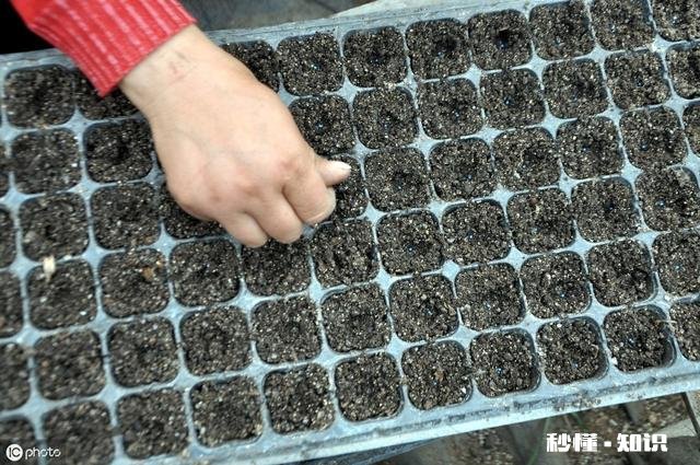 甘蓝的种植技巧有哪些