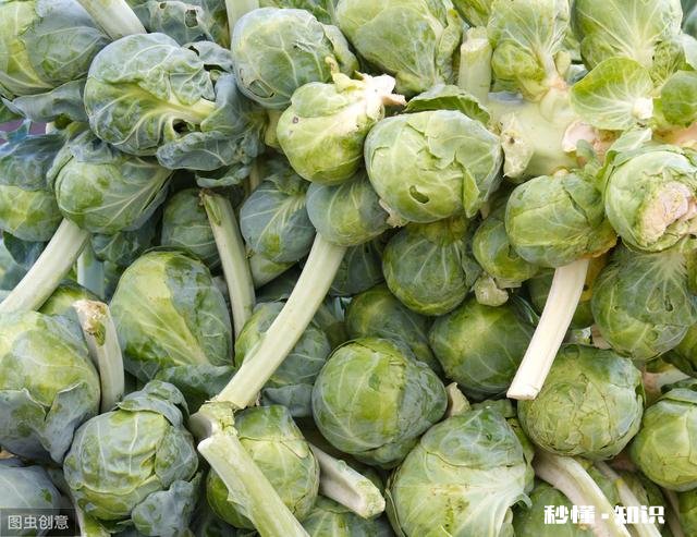 甘蓝的种植技巧有哪些