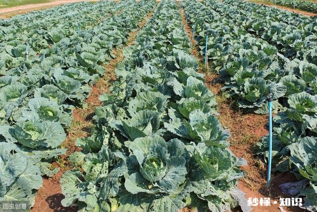 甘蓝的种植技巧有哪些