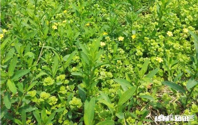 二年级学生课程能听懂，但是做家庭作业太慢，怎么办