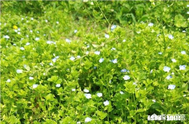 二年级学生课程能听懂，但是做家庭作业太慢，怎么办