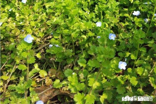 二年级学生课程能听懂，但是做家庭作业太慢，怎么办