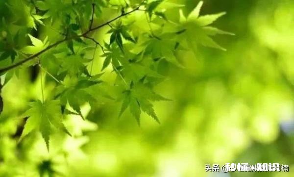 原生家庭的伤害，长大后，心理的后遗症有什么