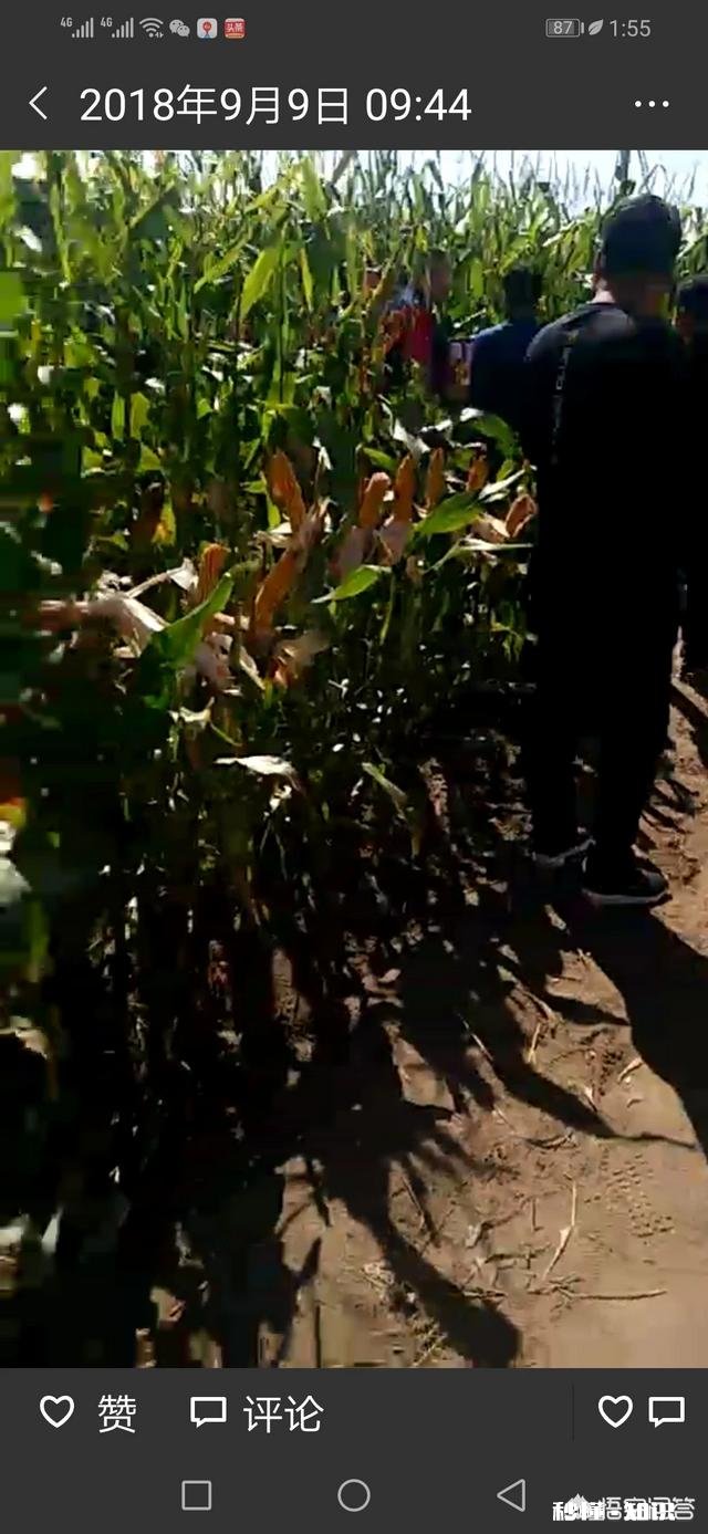 元宵节过后能加快收购玉米吗