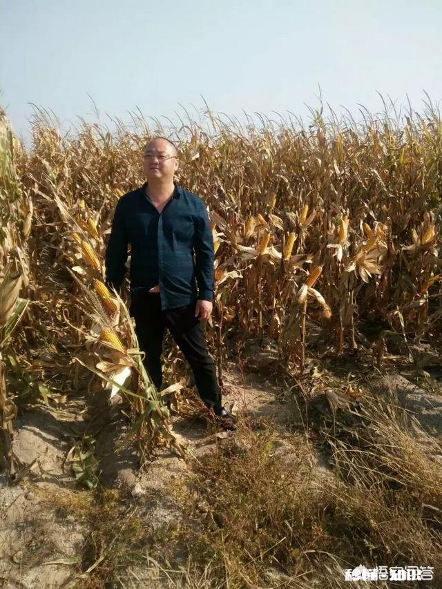 元宵节过后能加快收购玉米吗