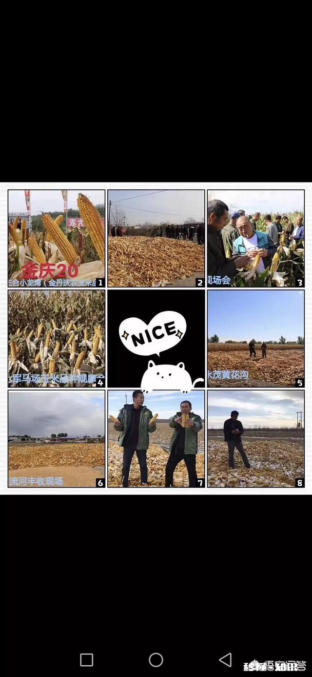 元宵节过后能加快收购玉米吗