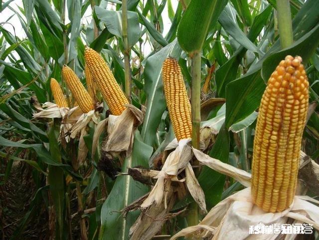 元宵节过后能加快收购玉米吗