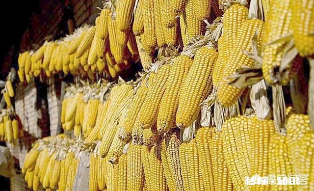 元宵节过后能加快收购玉米吗