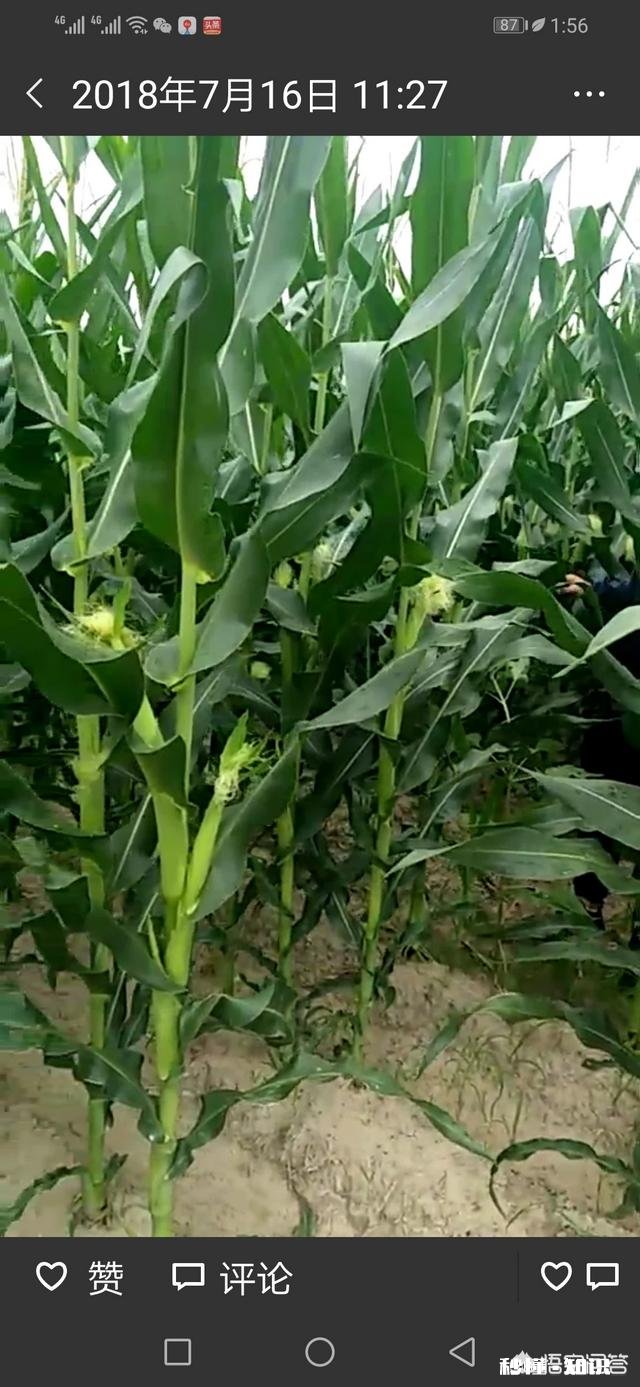 元宵节过后能加快收购玉米吗