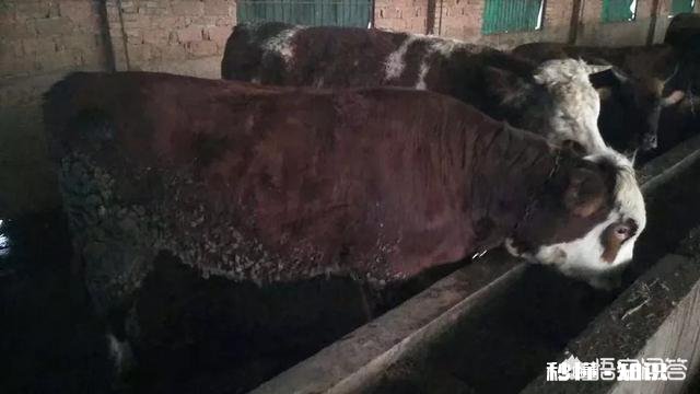 冬季养牛有哪些注意事项怎样才能够增肥增膘