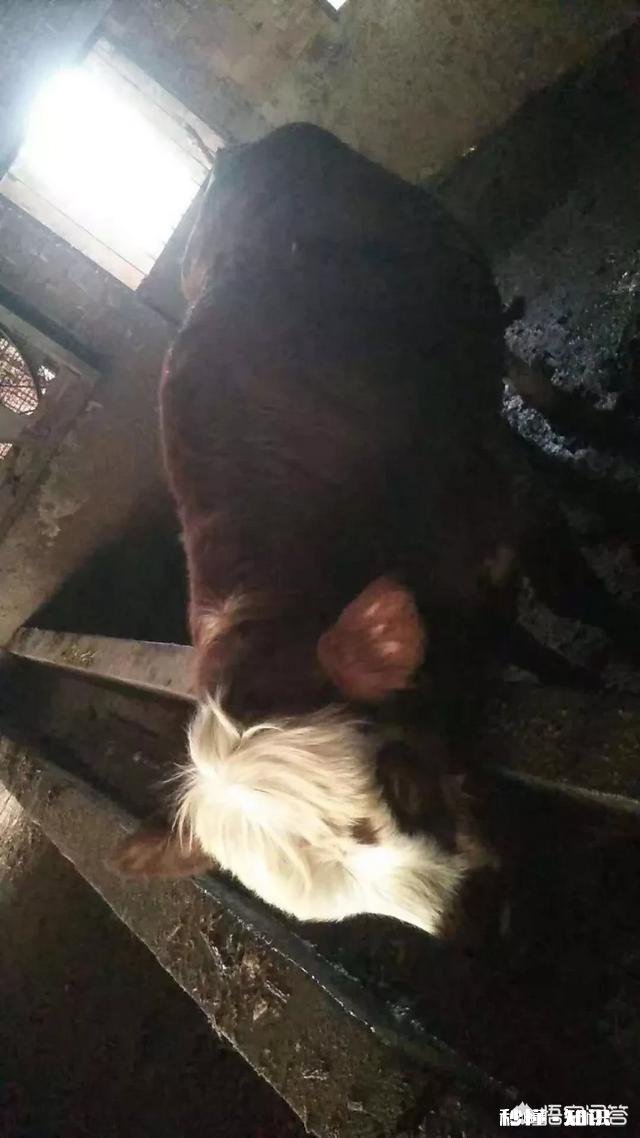 冬季养牛有哪些注意事项怎样才能够增肥增膘