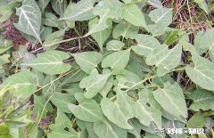 何首乌冬季怎么种植