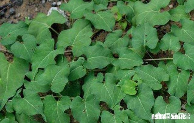 何首乌冬季怎么种植