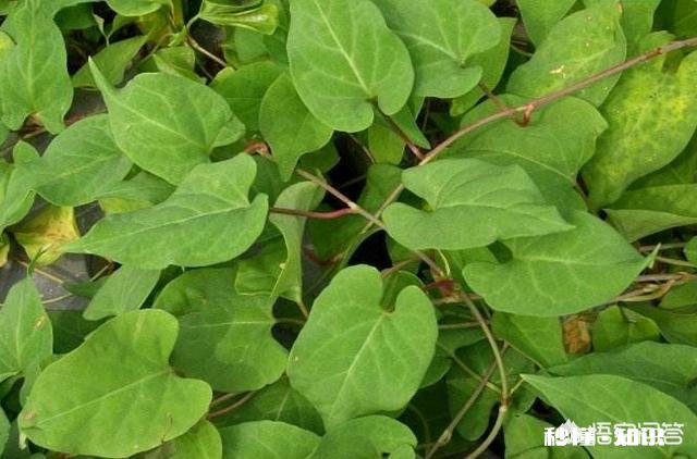 何首乌冬季怎么种植