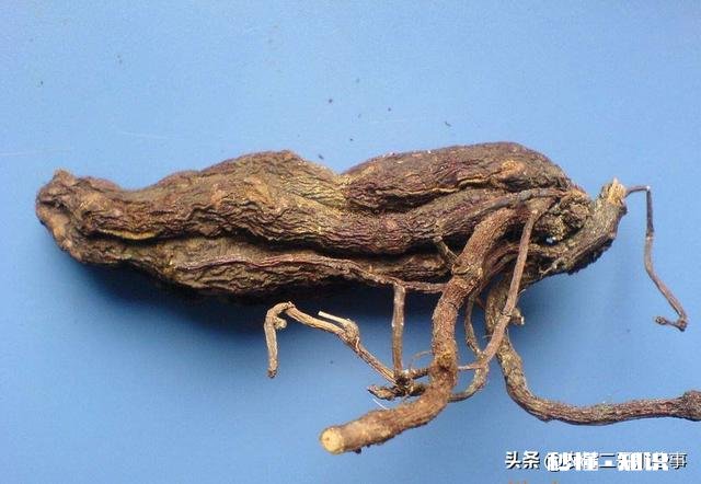 何首乌冬季怎么种植