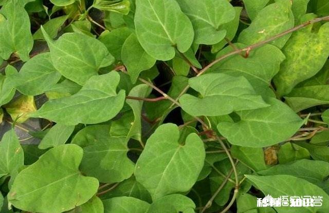 何首乌冬季怎么种植