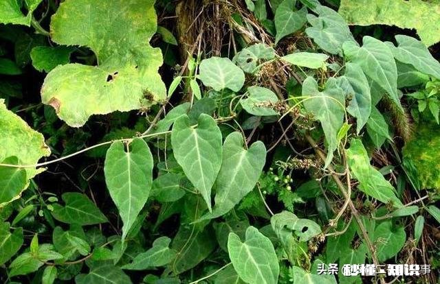 何首乌冬季怎么种植