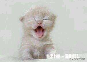 四个月的小猫大早上突然大叫满屋里乱跑，尾巴炸毛，是什么原因