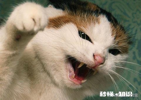 四个月的小猫大早上突然大叫满屋里乱跑，尾巴炸毛，是什么原因