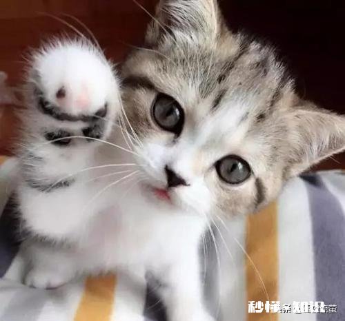 四个月的小猫大早上突然大叫满屋里乱跑，尾巴炸毛，是什么原因