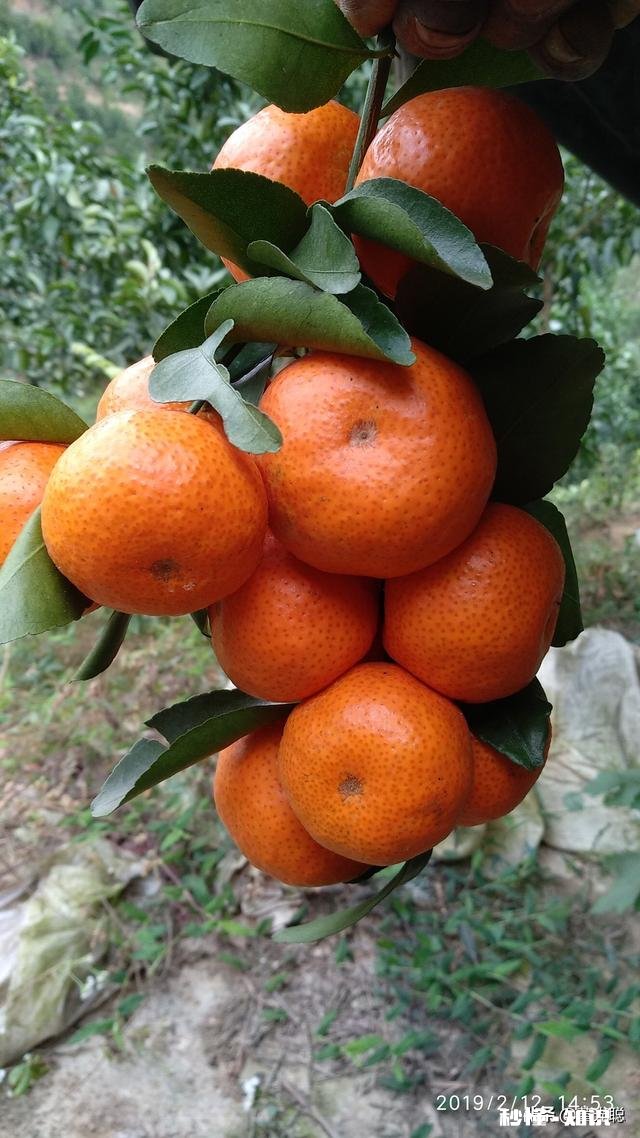 山林散养鸡前景大不