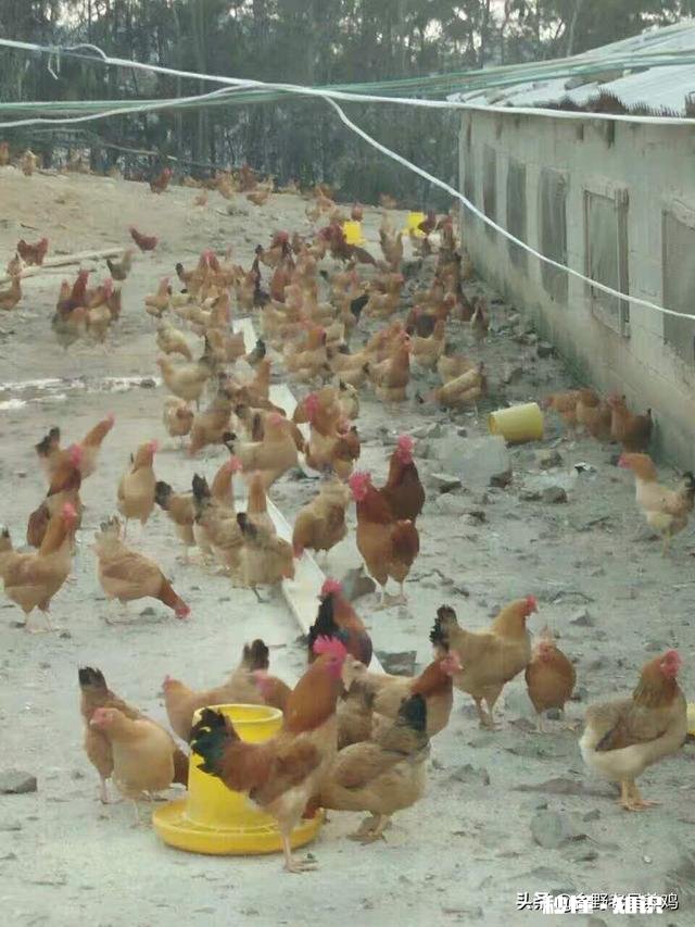 山林散养鸡前景大不