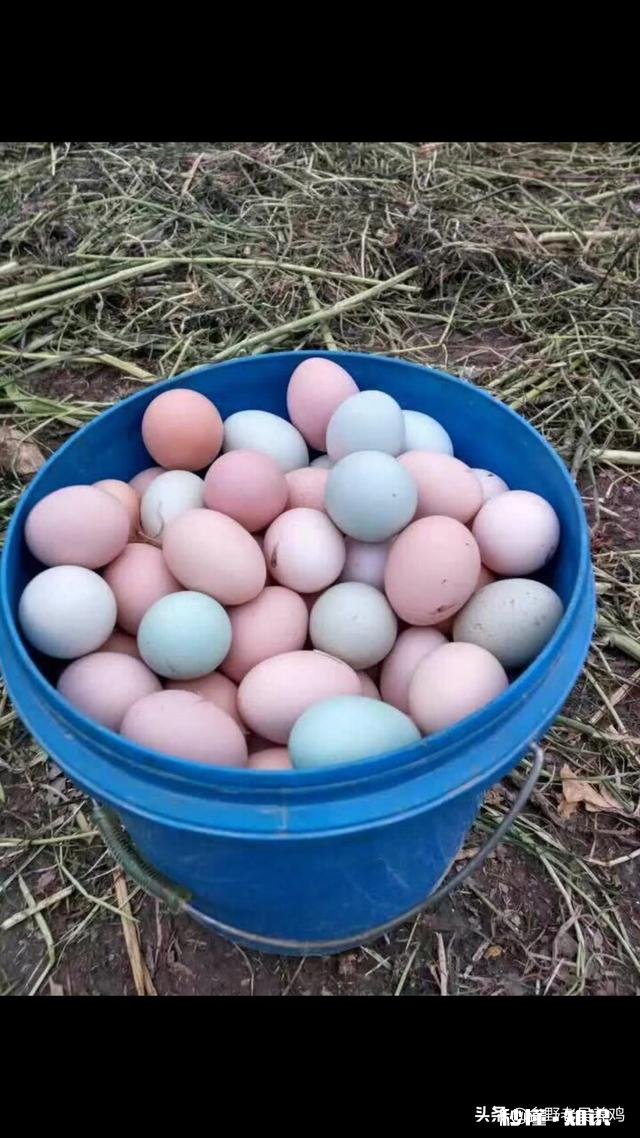 山林散养鸡前景大不