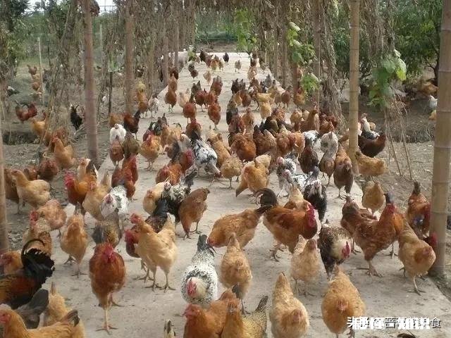山林散养鸡前景大不