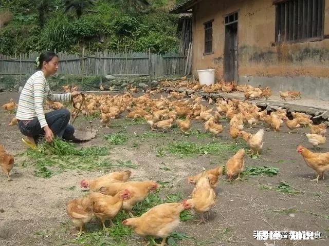 山林散养鸡前景大不
