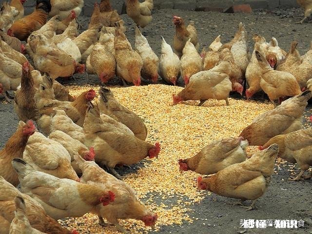 山林散养鸡前景大不