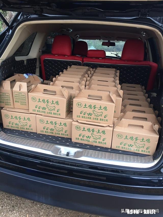 山林散养鸡前景大不