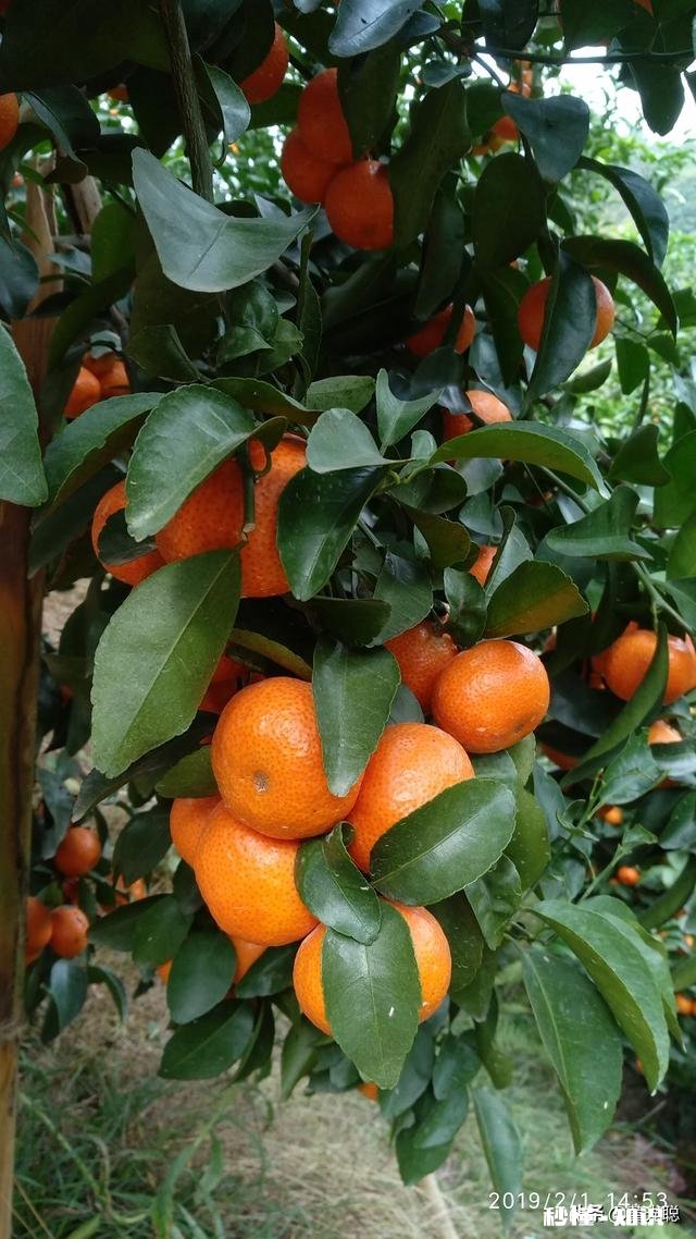 山林散养鸡前景大不