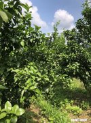 山林散养鸡前景大不