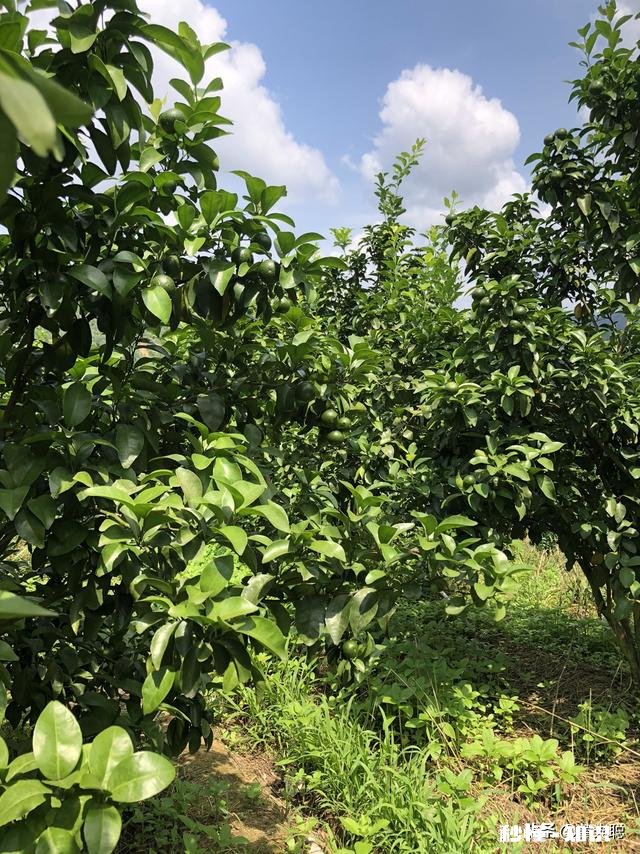 山林散养鸡前景大不