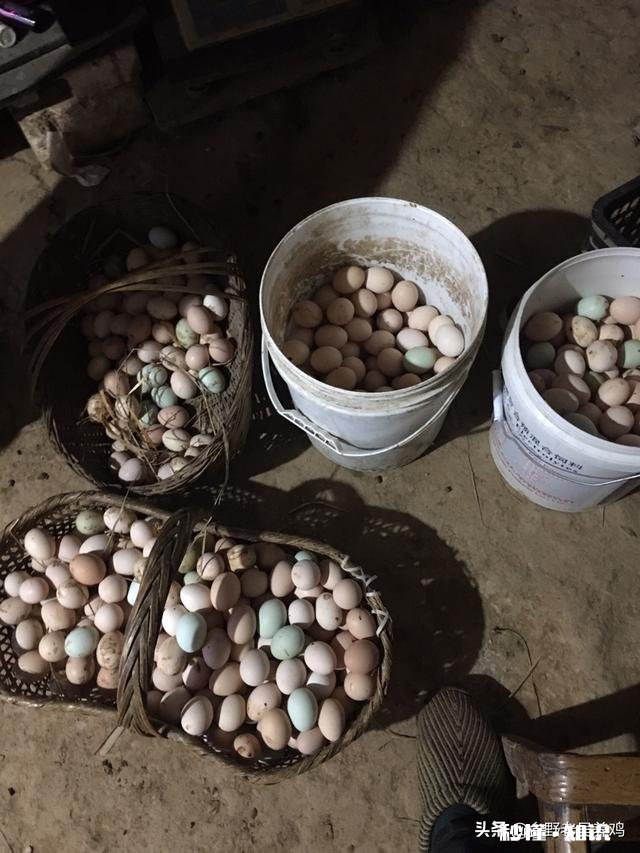 山林散养鸡前景大不