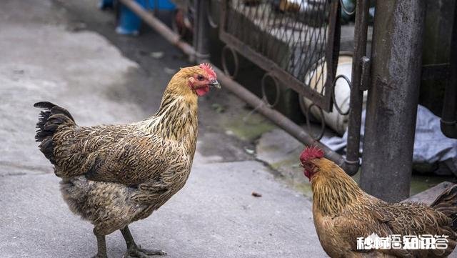 养的鸡不吃食，为什么