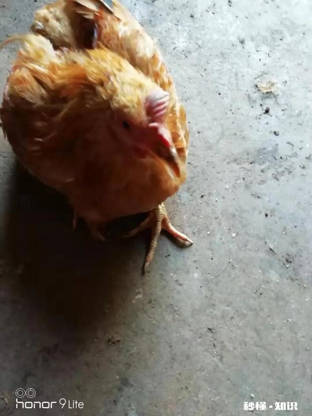 养的鸡不吃食，为什么