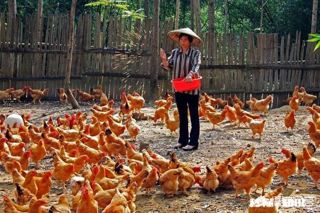 养的鸡不吃食，为什么