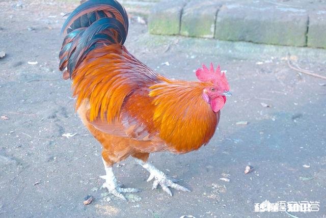 养的鸡不吃食，为什么